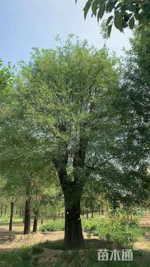 60公分国槐