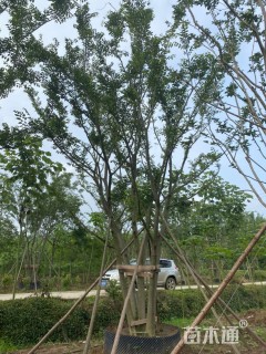 22公分朴树