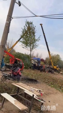 15公分北美红栎