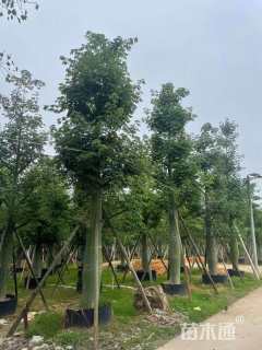 20公分美丽异木棉