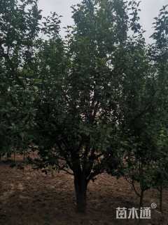 24公分八棱海棠