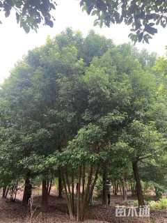 60公分(5杆)丛生香樟