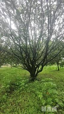 高度400厘米南丰蜜桔
