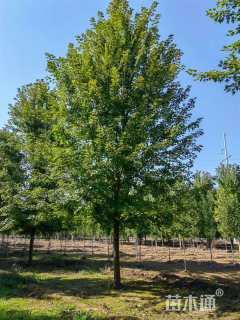 15公分美国红枫