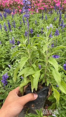 高度25厘米鼠尾草