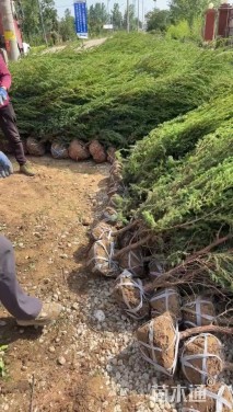 高度180厘米刺柏