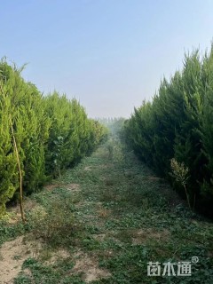 高度150厘米龙柏