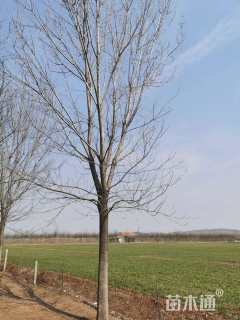 20公分栾树