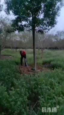 12公分红果冬青