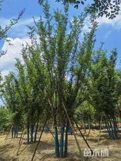 12公分(5杆)丛生榉树