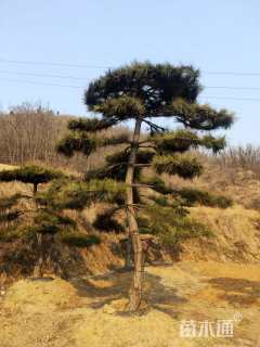 28公分造型黑松