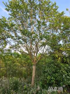 高度700厘米红花紫薇