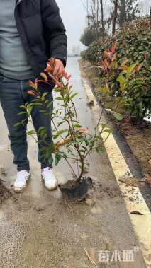 冠幅50厘米红叶石楠球