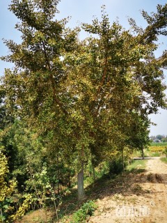 20公分嫁接银杏