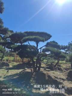 23公分造型黑松