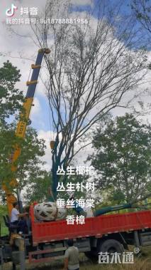 70公分丛生榔榆