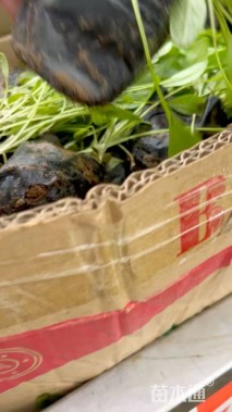 高度10厘米金鸡菊