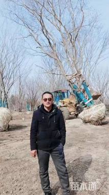 30公分(2杆)丛生乌桕