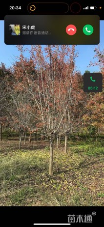 12公分甜茶海棠