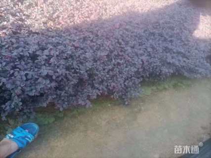 高度25厘米红花继木