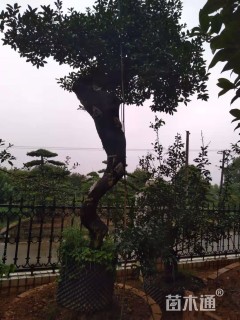 高度450厘米金弹子