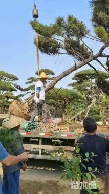 25公分造型油松