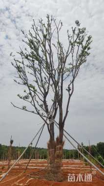 50公分朴树