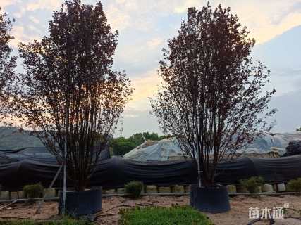 高度500厘米丛生紫叶李