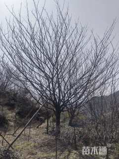 30公分日本晚樱