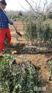 高度100厘米大叶黄杨