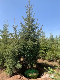 高度300厘米密枝云杉