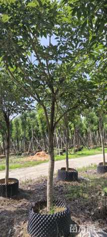 9公分紫花风铃木