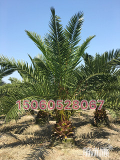 裸干高400厘米加拿利海枣