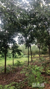 15公分黄山栾树