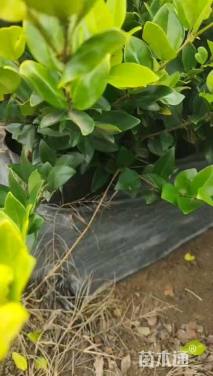 高度50厘米金森女贞