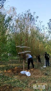 10公分青叶碧桃