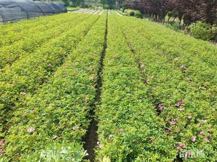 高度50厘米丰花月季