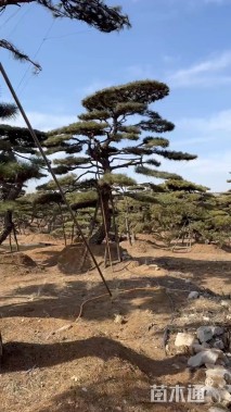 25公分造型黑松