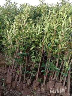 高度180厘米法国冬青