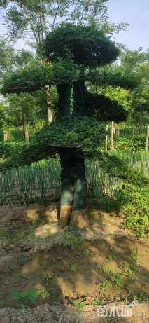 12公分对节白蜡