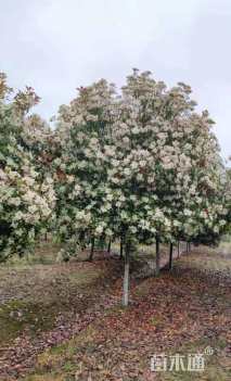 10公分高杆石楠