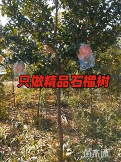 高度300厘米石榴