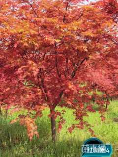 11公分日本红枫