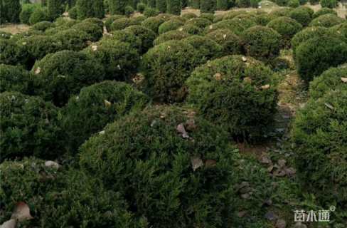 高度80厘米蜀桧
