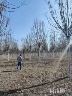 13公分秋紫白蜡