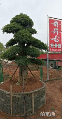 30公分造型椤木石楠