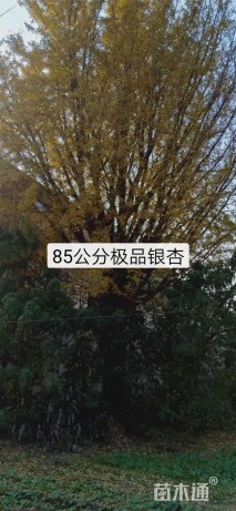 85公分银杏