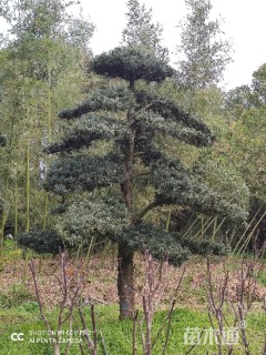 18公分造型罗汉松