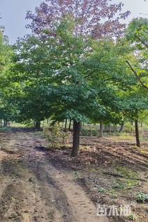 18公分北美枫香