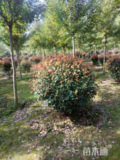 14公分红叶石楠